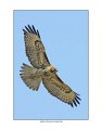 412 red-tailed hawk 